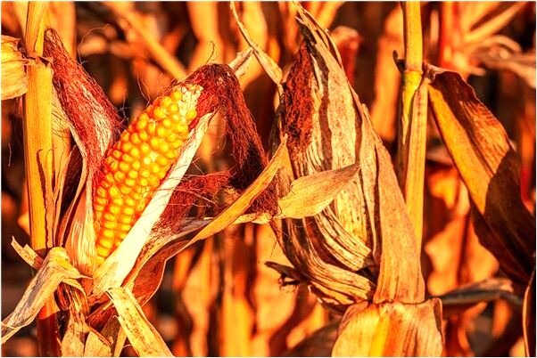 夢見給前男友買衣服代表什麼_周公解夢官網