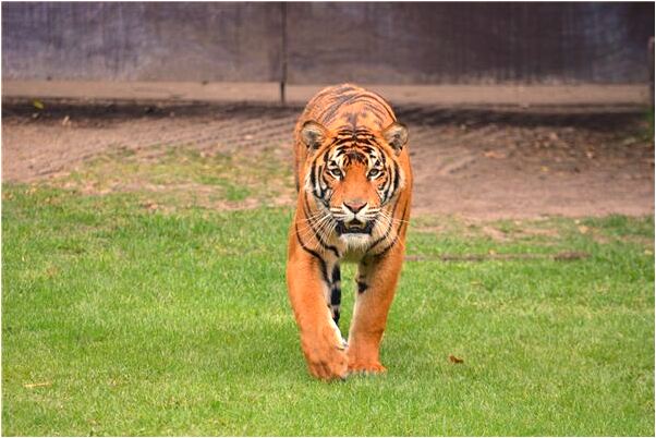 夢到背部有黑毛意味著什麼_周公解夢官網
