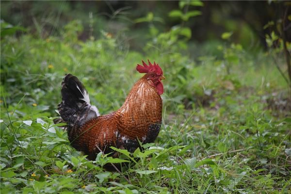 2005年屬雞人2021年運勢及命運 17歲生肖雞在牛年每月運程如何_十二生肖