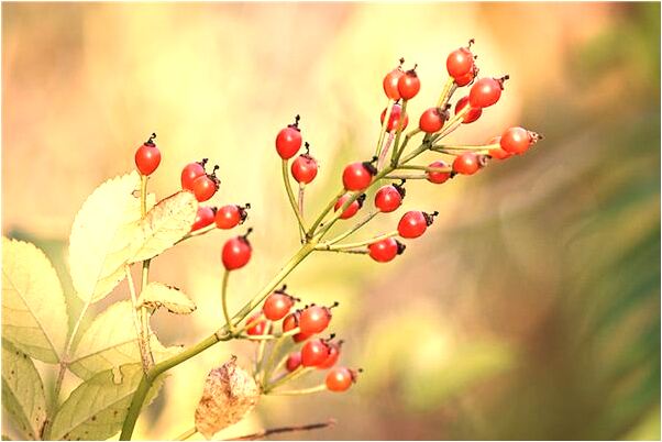 夢到了落下東西好不好_周公解夢官網