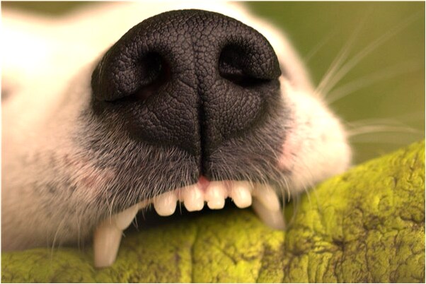 夢到了彩色喜鵲有什麼預兆_周公解夢官網