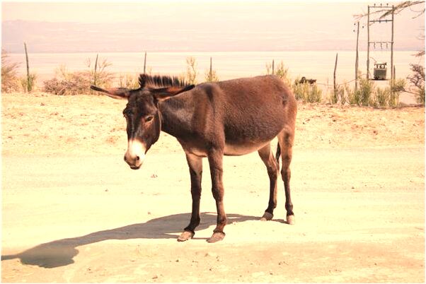 夢到了親人被鬼附身代表著什麼_周公解夢官網