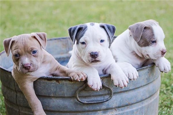 屬狗在2021年的運勢_十二生肖