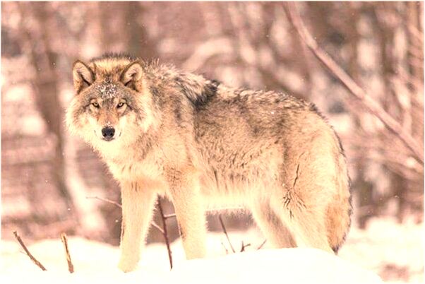 夢到了張著大嘴的黑魚代表著什麼_周公解夢官網