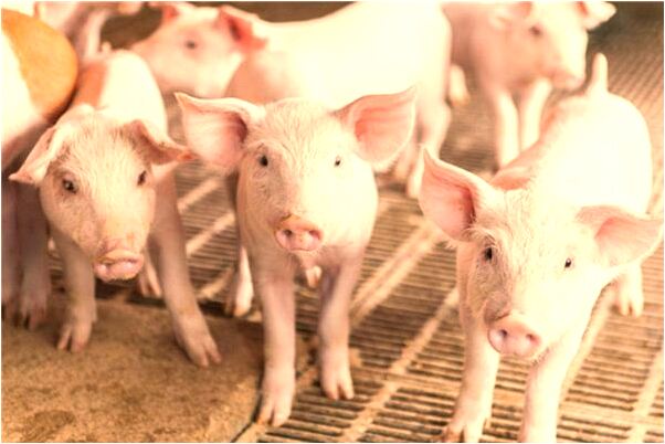 夢到了大風吹著我走也走不了是好事還是壞事_周公解夢官網