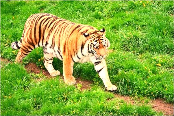 夢到了自己在岸上是什麼預兆_周公解夢官網