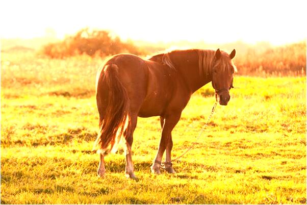夢見水牛耕田預示什麼_周公解夢官網