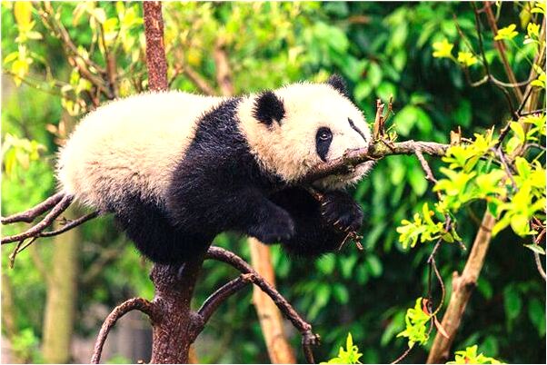 夢到了我踢醫生的小孩有什麼意義嗎_周公解夢官網