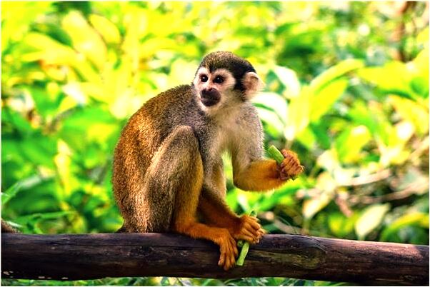 夢到和老闆吵架辭職是不是好的徵兆呢_周公解夢官網