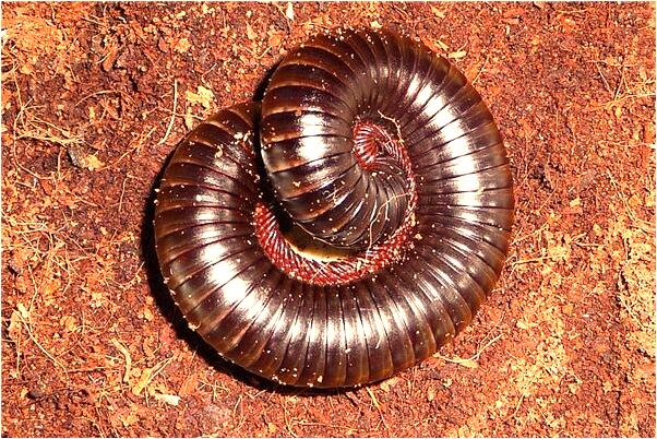 夢到自己的佛像碎了有什麼寓意嗎_周公解夢官網