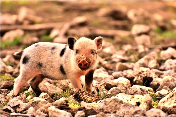 夢見和女朋友牽手是什麼意思_周公解夢官網