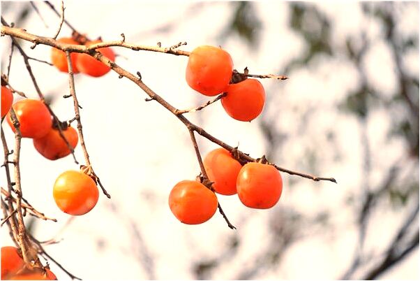 夢到了船在水上讓我坐船什麼寓意_周公解夢官網