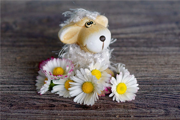 生肖羊今年歲數多大_十二生肖