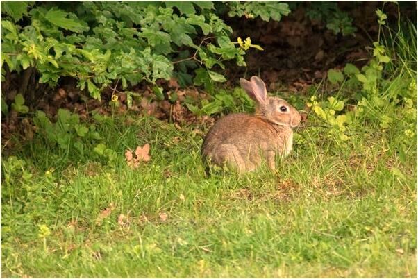 夢見姐姐送銀元給我什麼預兆_周公解夢官網