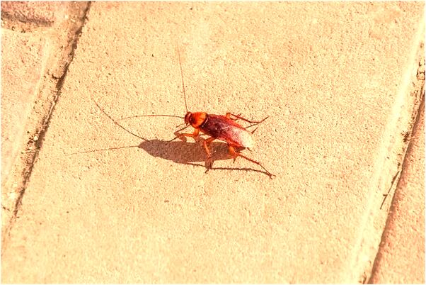 夢到一群人穿紅衣服是什麼預兆_周公解夢官網