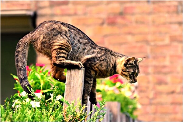 夢到了朋友抓蛇是啥意思_周公解夢官網