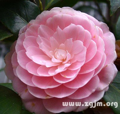 屬於十二星座的春天的花_十二星座