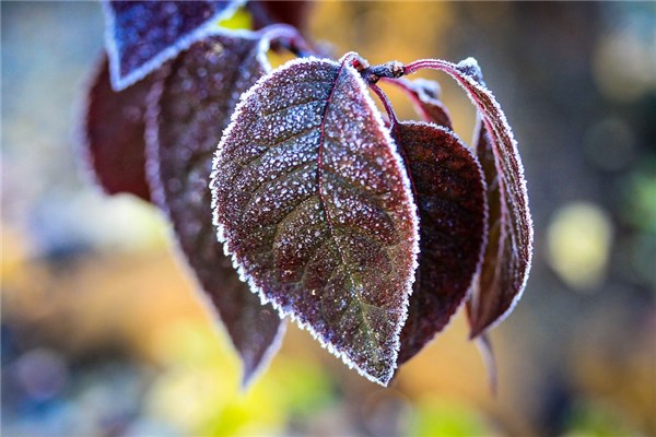 夢見霜凍是啥意思_周公解夢
