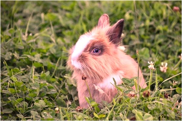 夢見姊姊死亡復生有什麼寓意嗎？_周公解夢官網