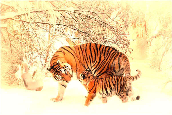 夢見殺人未死沒見血是咋回事_周公解夢官網