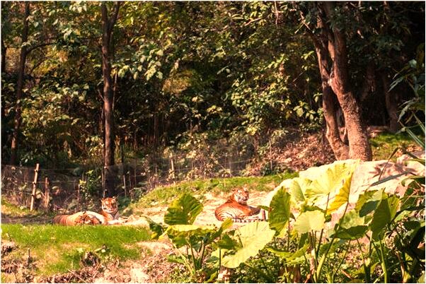 夢見很多蜜蜂來蟄我預示著什麼_周公解夢官網