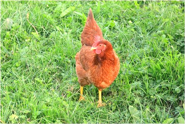 夢見前妻殺自己是什麼預兆_周公解夢官網