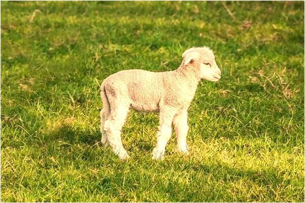夢到背著老婆上樓的預兆_周公解夢官網