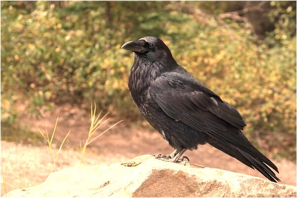 夢到休房頂有什麼意義嗎_周公解夢官網