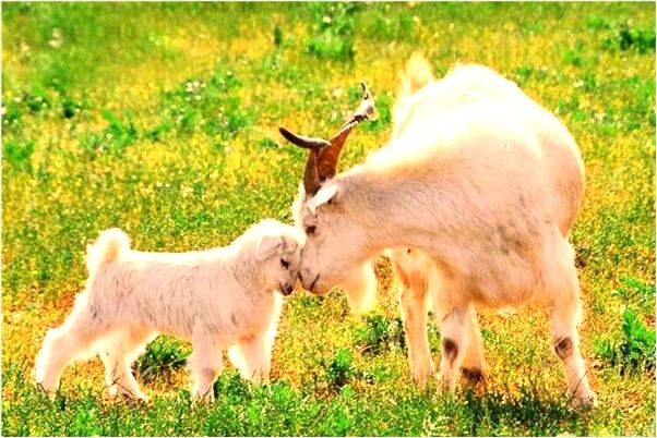 夢到生了雙胞胎死了一個怎么樣_周公解夢官網