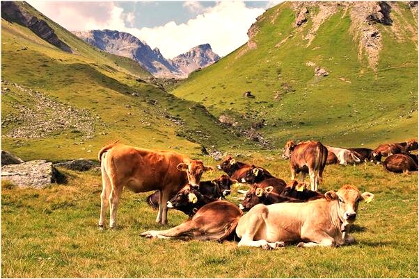 夢到家裡有古董有什麼說法_周公解夢官網