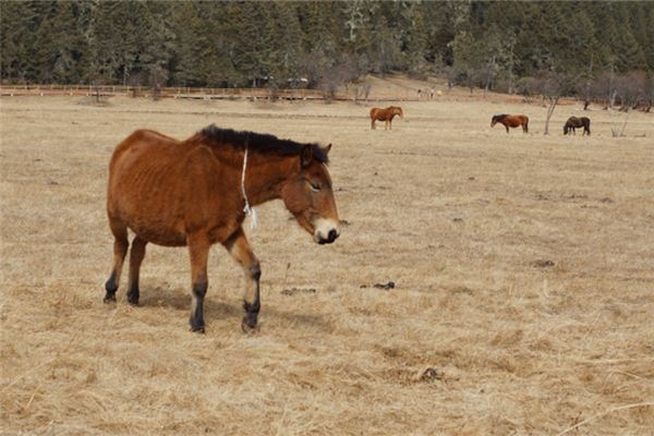 馬男的性格特質_十二生肖