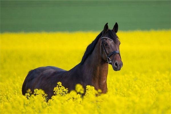 男屬馬的屬相婚配表_十二生肖