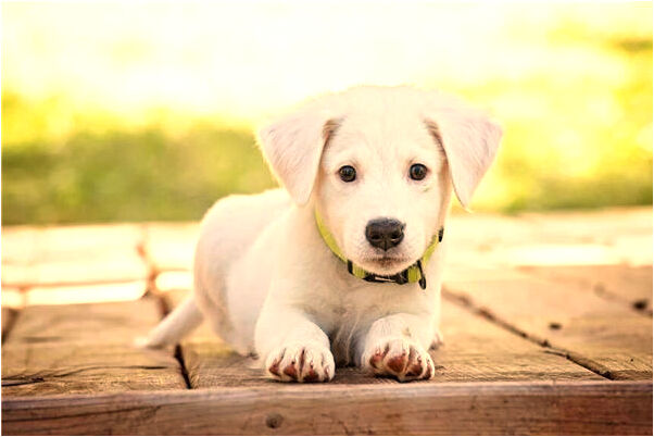 夢見自己喜歡的人即將死亡意味什麼_周公解夢官網