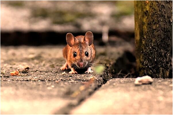 夢到了和媽媽不和預示什麼_周公解夢官網