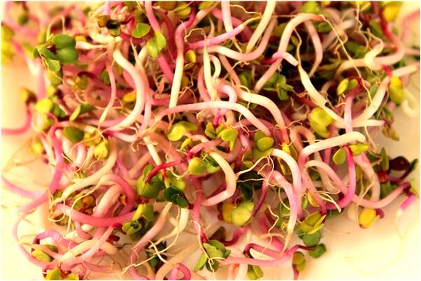 夢見鸚鵡在自己的肩上唱歌意味著什麼_周公解夢官網