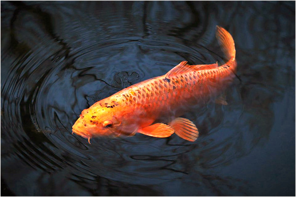 夢到了老婆肚子變大了預示著什麼_周公解夢官網