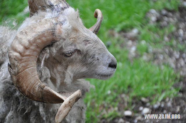 夢見媽媽被狗咬_周公解夢夢到媽媽被狗咬是什麼意思_做夢夢見媽媽被狗咬好不好_周公解夢官網