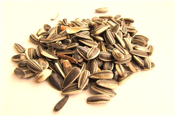 夢見許多的小雞是好事還是壞事_周公解夢官網