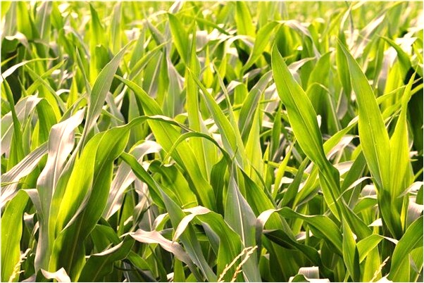 夢見捕魚不見魚有什麼意義嗎_周公解夢官網