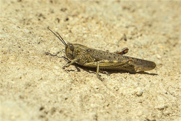 夢見蝗蟲_周公解夢