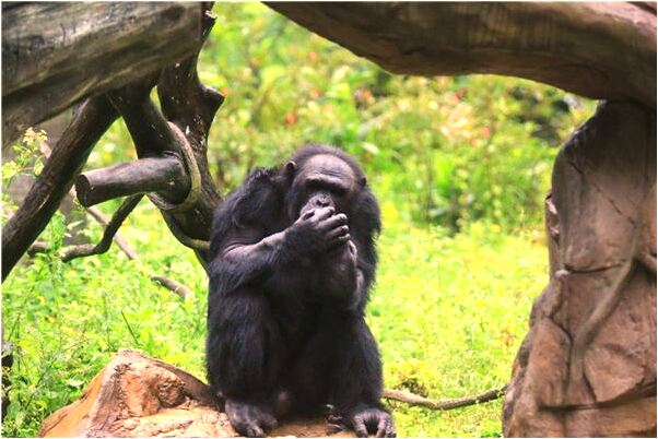 夢到了男友被情敵傷害了是什麼預兆_周公解夢官網