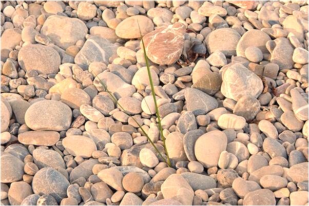 夢到喜歡的人跟朋友接吻會是什麼預兆_周公解夢官網