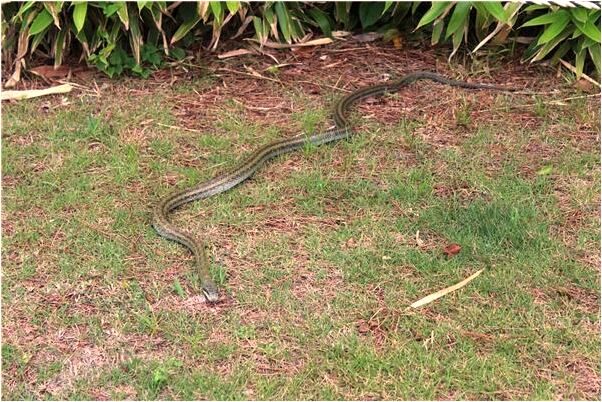 夢到了磨刀剎草是什麼意思_周公解夢官網