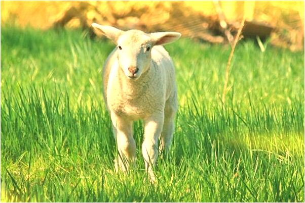 夢見自己爽約男友有什麼徵兆_周公解夢官網