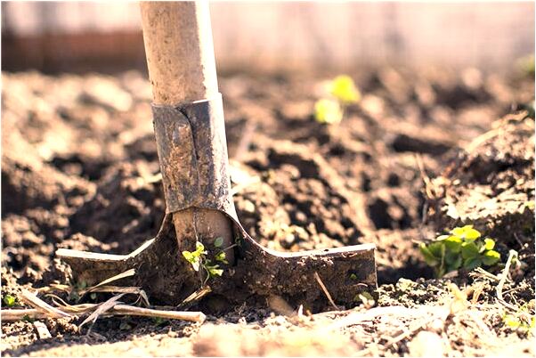 夢見一隻大狼狗追我是好事還是壞事_周公解夢官網