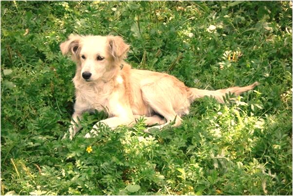 夢到了親人拿炮崩自己是什麼預兆_周公解夢官網