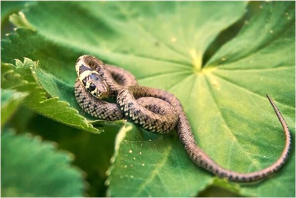 夢見和喜歡自己的人被打有什麼說法_周公解夢官網