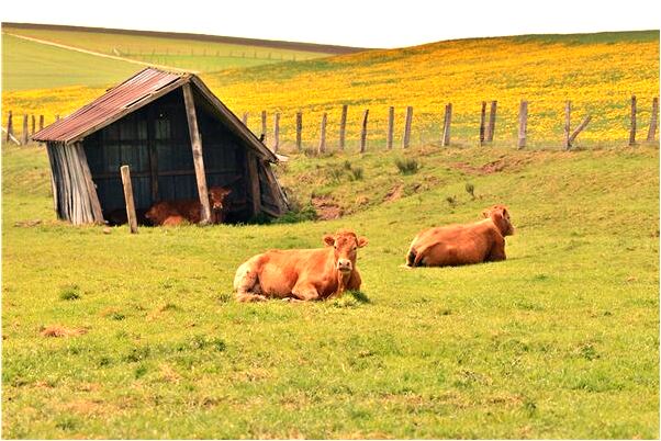 夢見被搶打傷有何寓意_周公解夢官網