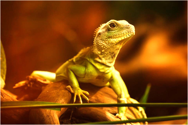 夢見弟弟家的女孩會有什麼預兆_周公解夢官網