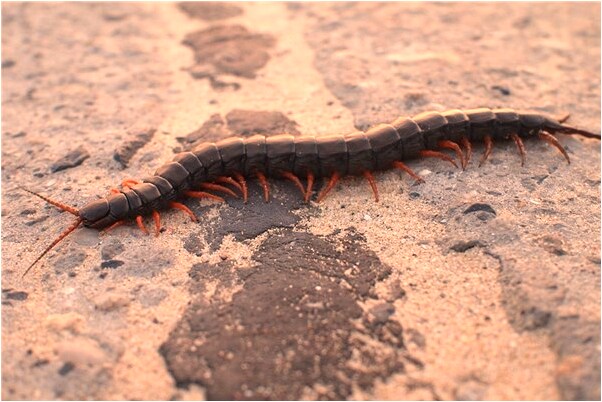 夢見砍一棵大樹頭腦會怎么樣_周公解夢官網